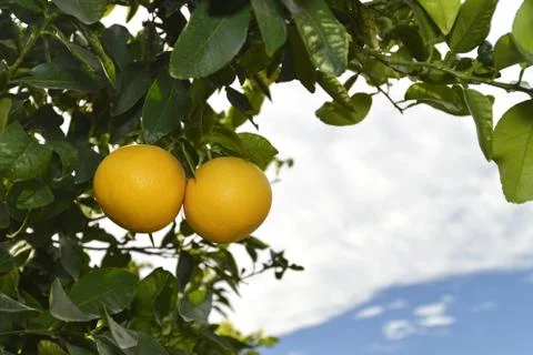 2 ripe grapefruits Stock Photos