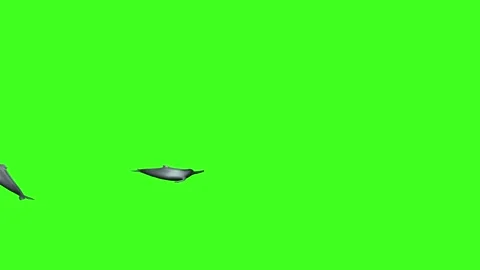 2 RIVER DOLPHIN, 2 Dolphins swimming, 3D River dolphin Swim animation Stock Footage 210224338
