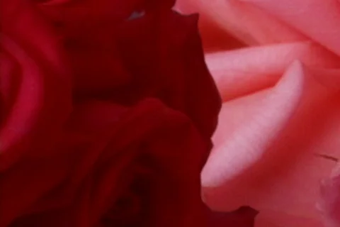 2 roses animated tranition Stock Footage 150550