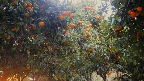 2 Rows of tangerine trees along the promenade sidewalk in Malaga Spain evenin Video stock 100645012
