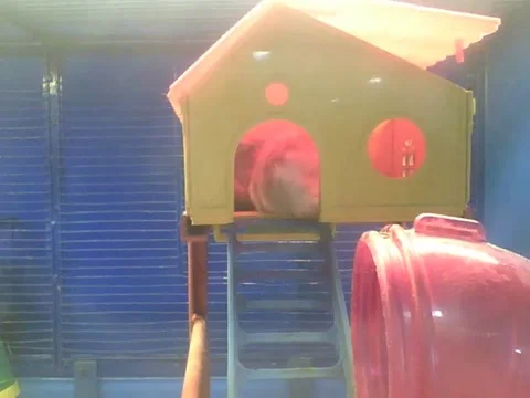 2 russian dwarf hamsters take care of their fur at home, they are cleaning Stock Footage 166424360