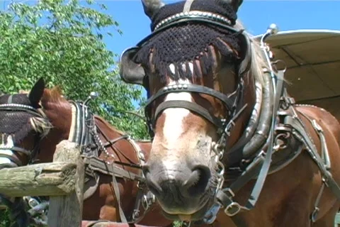 2 Saddled Horses Resting Flaring Nostrils Stock Footage 565612