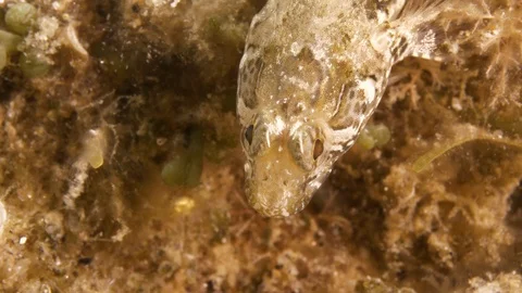 2 sand gobies enter the frame and exit one after the other,Mediterranean sea,Ita Stock Footage 111520764