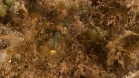 2 sand gobies enter the frame and exit one after the other,Mediterranean sea,Ita Stock Footage 111521413