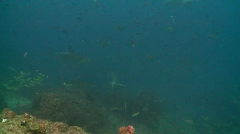 2 scalloped hammerhead shark Stock Footage 12724844