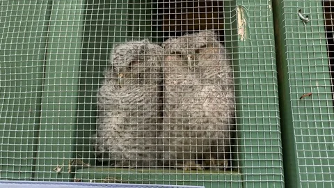 2 Screech owls snuggle close to each other Video stock 109090669