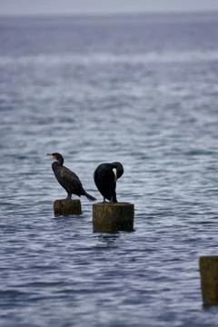 2 seabirds sitting on tree stumps Stock Photos