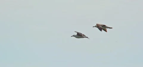 2 seagulls (gulls) flying in slow motion 120FPS Stock Footage 201179908