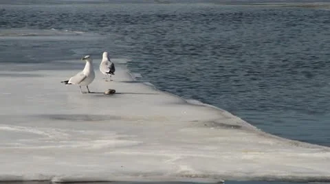 2 Seagulls on Ice with Dead Fish 01 Stock-Footage 10736251
