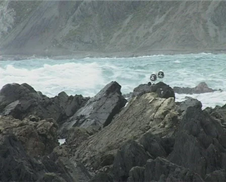  2 seagulls on rocks 1 Stock Footage 137240