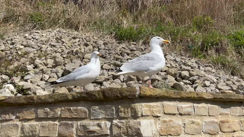 2 seagulls on a wall Stock Footage 239652518