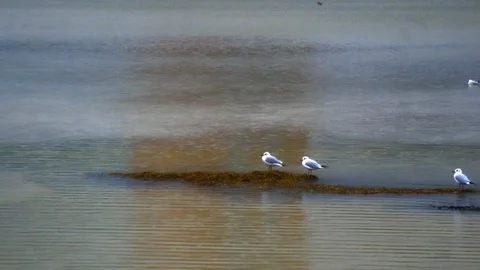 2 seaguls on the beach, park background Stock Footage 99003769