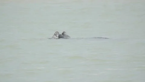 2 Seals cuddling at sea Vídeos de archivo 331161102