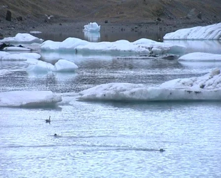 2 seals in ice lagoon Stock Footage 515019