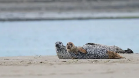 2 seals looking at camera Stock Footage 318178183