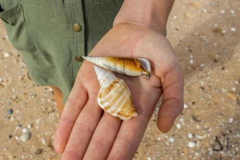 2 seashell on a womens hand at Monkey Mia Beach in Australia Stock-Fotos