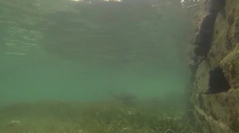 2 SHARKS Stock Footage 51234819