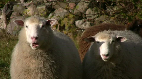 2 sheep chewing in the sun 動画素材 533031