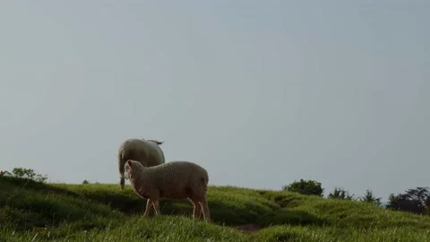 2 Sheep In A Field 8K UHD Stock-Footage 197578474