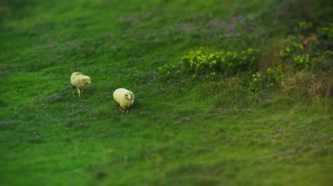 2 sheep grazing over green field. Stock Footage 3127149