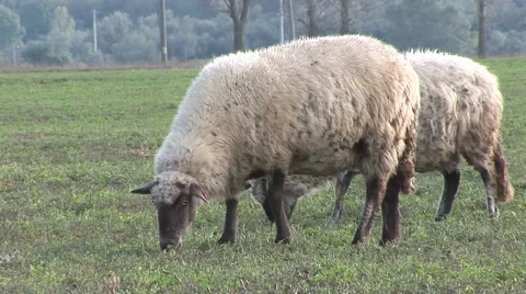 2 sheeps eating grass close up Stock Footage 42362317