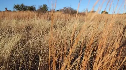 2 Shot Combo- Grassy Field Moving Shots Stock Footage 67897985