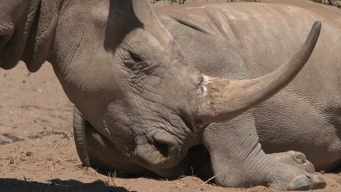 2 SHOT RHINO COMPILATION STANDING Stock Footage 87228211