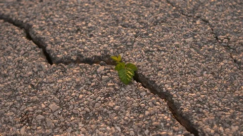 2 shot Young tree grow in a cracked asphalt at the sunset Video stock 127885485