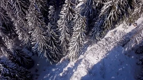 2 shots above trees Video stock 97472648