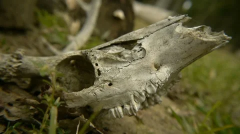 2 shots of a deer skull Vídeo Stock 8678398