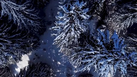 2 shots from drone above trees Video stock 97472574