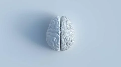 2 sides of human brain concept minimalist 3d render of white human brain w... 写真素材