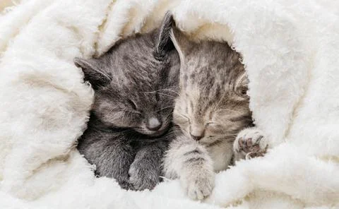 2 sleepy kittens cuddle up sleep comfortably in white blanket. Family couple of Stock Photos