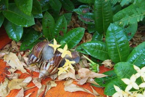 2 snails with flower Foto stock