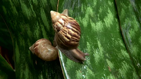 2 Snails on a leaf Video stock 41581965