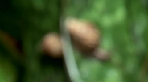 2 Snails on a leaf Video stock 41582050