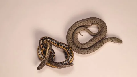 2 Snakes (dice snake) on white background, water snake. Reptile isolated Stock Footage 205516183