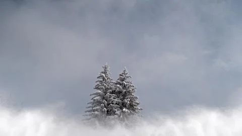 2 Snow covered pine trees Stock Photos