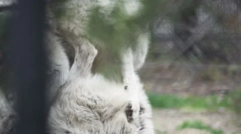 2 snowy wolves rolling around playing with each other Video stock 60952439