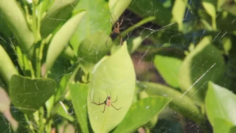 2 Spiders in the web Stock Footage 5586433