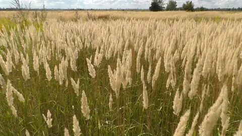 2 Spikelets fluttering in the wind 1 Video stock 154504150