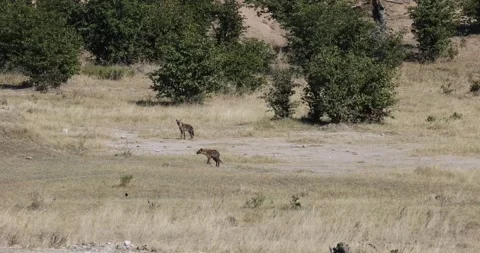 2 Spotted Hyena in the wild 库存影片 314723034