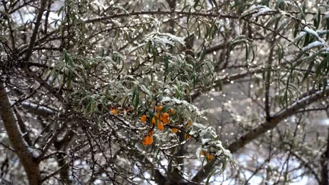 2 spring. snow melts on the branches of sea buckthorn, drips from the branch Stock Footage 266447945