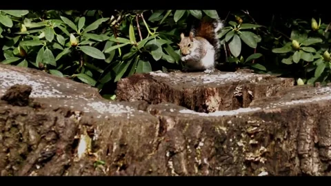 2 Squirrels feeding in Clumber Park, Nottinghamshire Stock Footage 284761508
