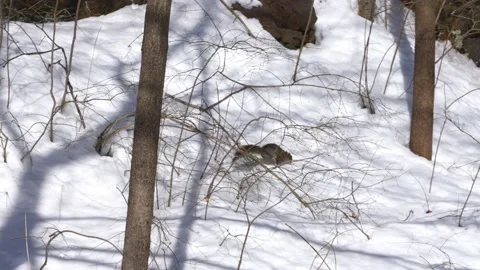 2 Squirrels Play with Each Other Climb Trees in Snow Forest Stock Footage 153122992