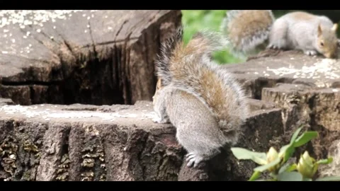 2 Squirrels on tree stump sharing the food in Clumber Park, Nottinghamshire Stock Footage 284761482