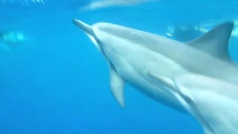 2-Step Dolphins 00140 Stock Footage 78333702