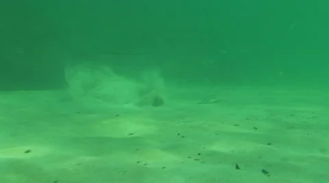 2 Stingrays Underwater Stock Footage 988707