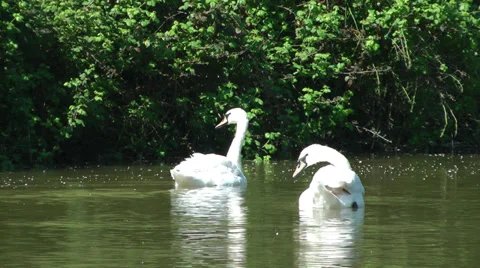 2 swans on canal 库存影片 39196544
