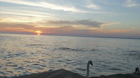 2 Swans Enjoy the Sunset Stock Footage